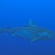 Couple have close encounter with Tiger shark in Cayman Loop Cayman Islands