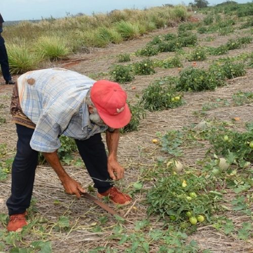 Community Drivers ‘Breadbasket’ tradition lives on in St Elizabeth