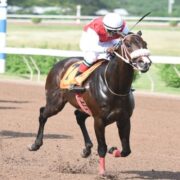 Eroy the one to beat in Caymanas Park feature Loop Jamaica
