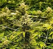 Cannabis referendum triggered