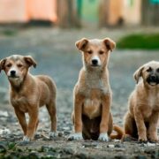 Santuario de Animales en Cabo Rojo realizará dos “servicarros” para recibir donaciones con motivo de su 14to. aniversario