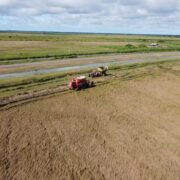 Meer dan 20.000 hectare padie ingezaaid