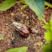 Slak invasivo (African Snail) atrobe a wordo identifica na varios parti rond di Aruba