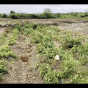 WEHNER REPORTS: Farmers In Glanvilles Threatened With Eviction