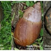 Authorities asked to investigate ‘breeding ground’ for snails on Fort James