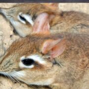 35 cases of new animal-to-human virus reported in China Loop Cayman Islands