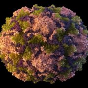 Polio detected in NYC’s sewage, suggesting virus circulating Loop Jamaica
