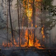 Les feux de forêt multipliés par deux dans le monde en 20 ans