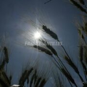 La France traverse une troisième canicule estivale sur fond de sécheresse record
