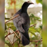 Game bird hunting season in Jamaica opens Saturday Loop Jamaica