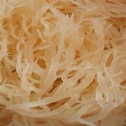 Ministry of Agriculture Prepares For Sea Moss Fiesta – St. Lucia Times News