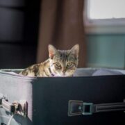 Pets now allowed in plane cabins