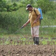 Imbert: More $$ for farmers who produce alternatives to wheat flour