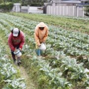FAO: Government must rethink school feeding policies