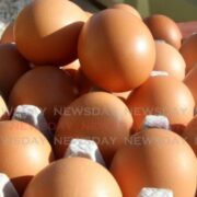 Cops crack egg-stealing case