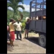 VIDEO: 73-y-o farmer caught leading men stealing cattle in St Ann Loop Jamaica
