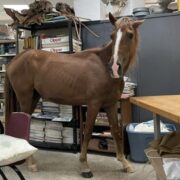 Equino entra hasta un salón del RUM