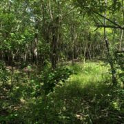 À la découverte de la biodiversité des îlets