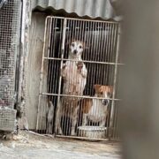 Animals can’t speak, be their voice! Advocate slams legislation Loop Barbados