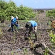 Kustwacht plant 113 mangroveboompjes