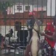 Caiman suspect freed pending further enquiries