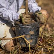 Para la Naturaleza anuncia entrega gratuita de árboles nativos para siembra