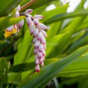 L’atoumo et la brisée, des plantes à l’usage réglementé