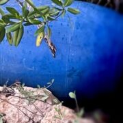 Man’s body found inside barrel with throat slashed Loop Jamaica