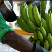 Government Approves 30 Percent Subsidy For Banana Farmers – St. Lucia Times News
