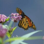 Monarch butterflies are in trouble; here’s how you can help Loop Jamaica
