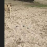 Stray Dogs Kill Over A Dozen Baby Turtles On Vigie Beach – St. Lucia Times News