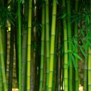 Bamboo project for Westmoreland to start early 2023 Loop Jamaica