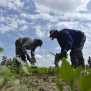 ‘Full Investigation’ Underway Into Reports Of Ill-Treatment Of Saint Lucian Farm Workers In Canada – St. Lucia Times News