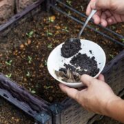 3 creative ways to use (used) coffee grounds Loop Jamaica