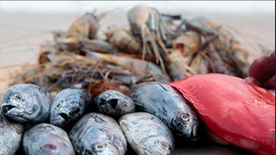 First Fish Week concludes with ‘illuminating discussion of negotiating ...